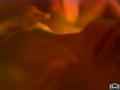 動画4