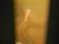 動画2